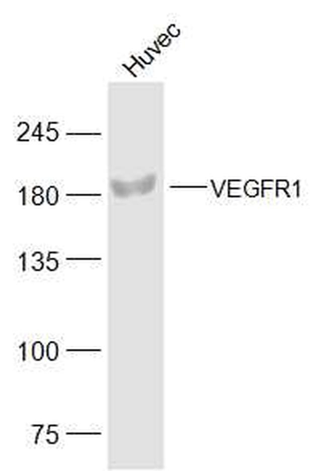 VEGFR1 Antibody in Western Blot (WB)