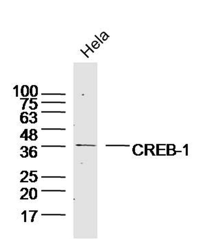 CREB1 Antibody in Western Blot (WB)