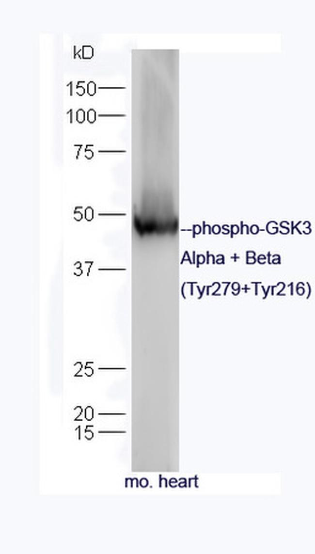 Phospho-GSK3 Alpha/Beta (Tyr279, Tyr216) Antibody in Western Blot (WB)