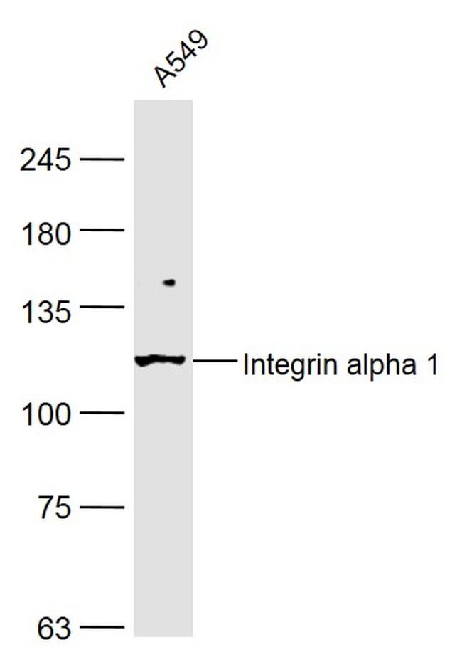 Integrin alpha 1 Antibody in Western Blot (WB)