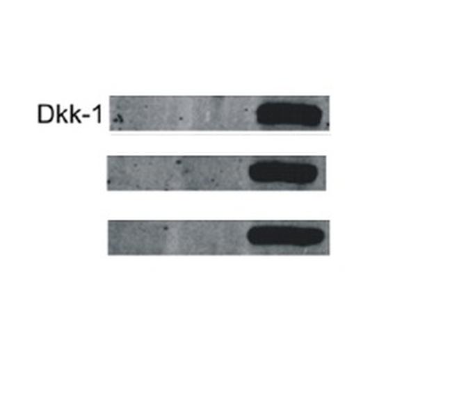 DKK1 Antibody in Western Blot (WB)