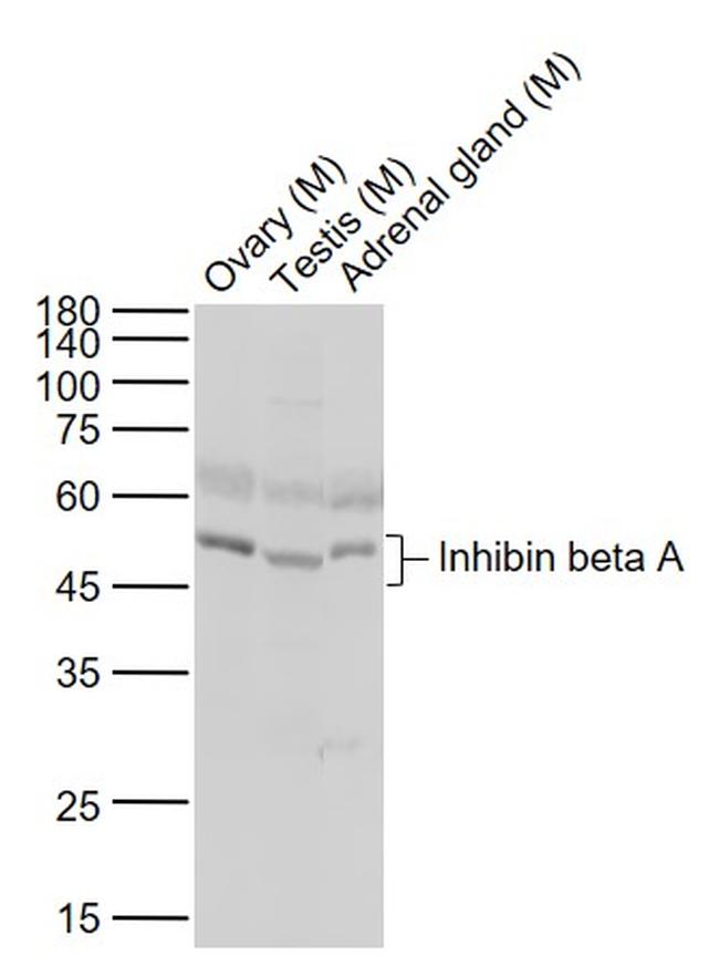Inhibin beta A Antibody in Western Blot (WB)