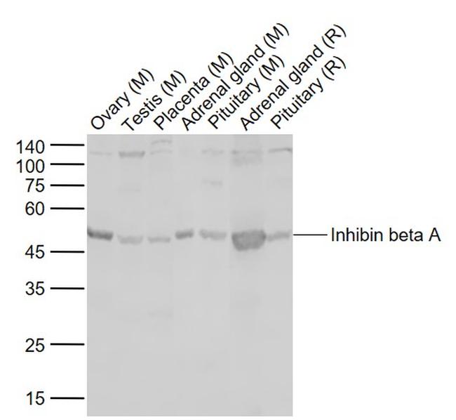 Inhibin beta A Antibody in Western Blot (WB)