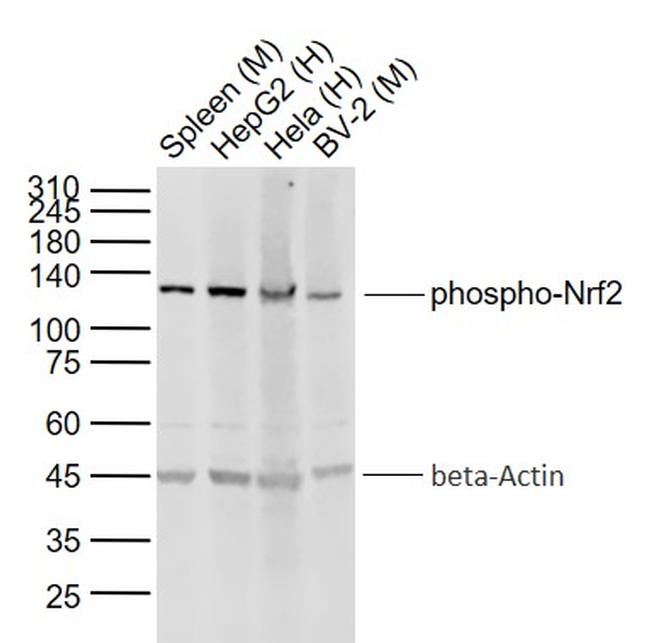 Phospho-Nrf2 (Ser40) Antibody in Western Blot (WB)