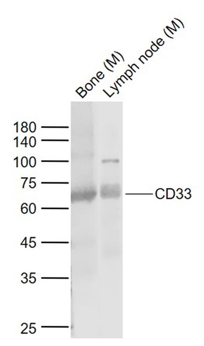 CD33 Antibody in Western Blot (WB)