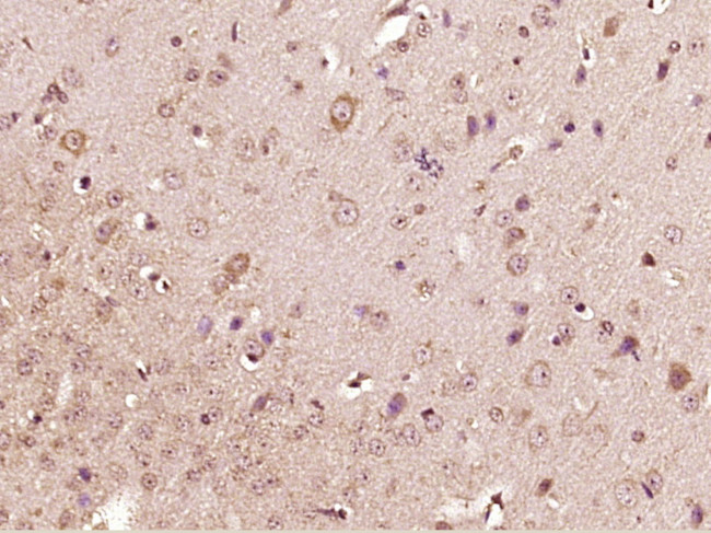 Apelin Antibody in Immunohistochemistry (Paraffin) (IHC (P))