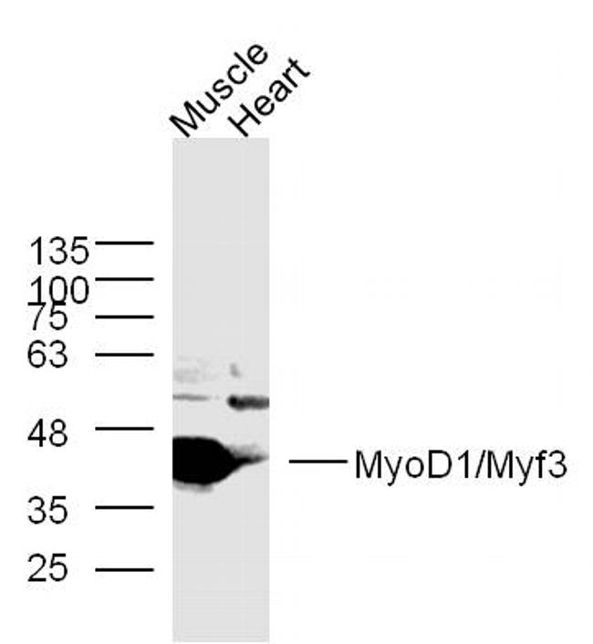 MyoD1 Antibody in Western Blot (WB)