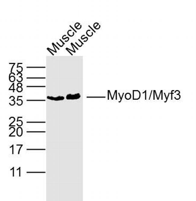 MyoD1 Antibody in Western Blot (WB)