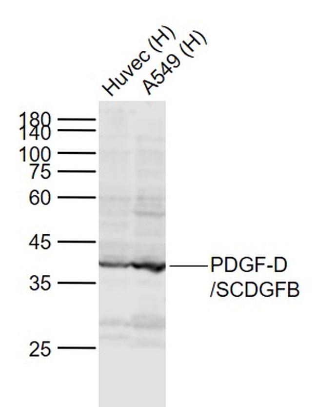 PDGF-D/SCDGFB Antibody in Western Blot (WB)