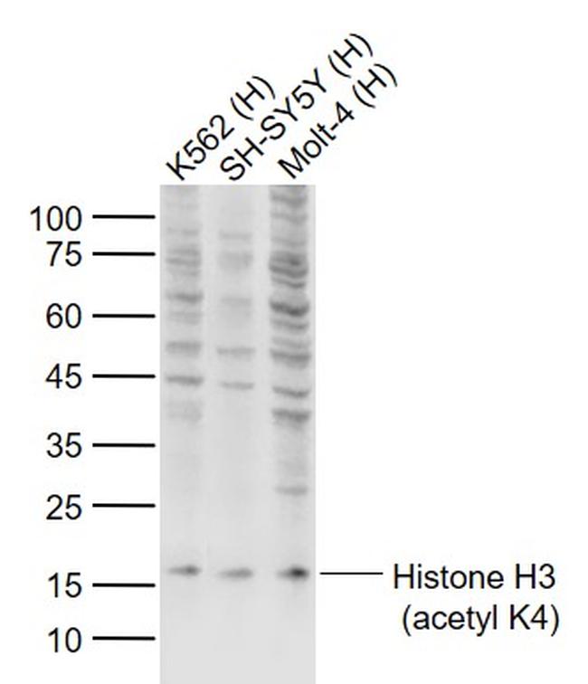 Histone H3 (acetyl K4) Antibody in Western Blot (WB)