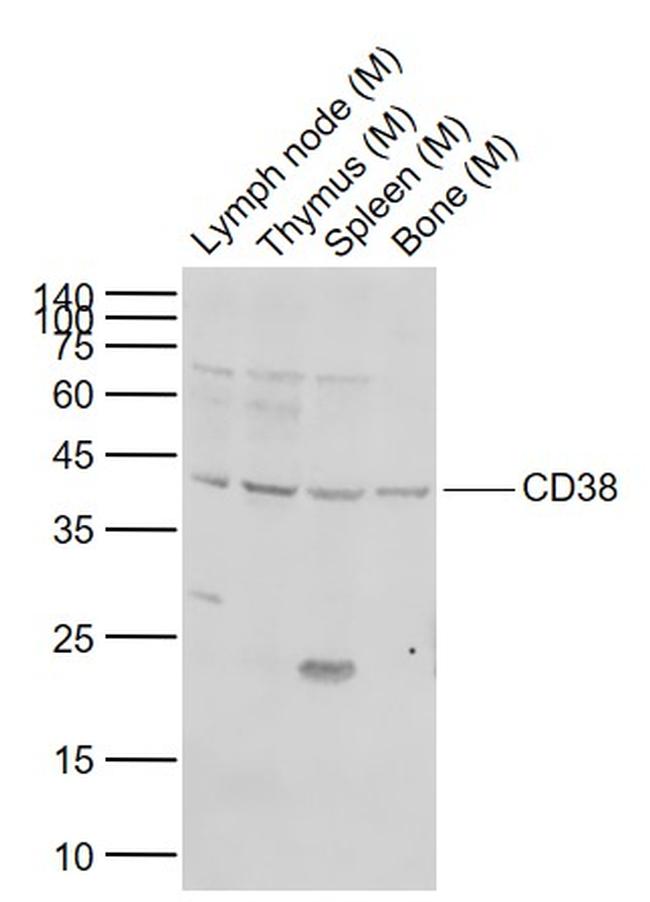 CD38 Antibody in Western Blot (WB)