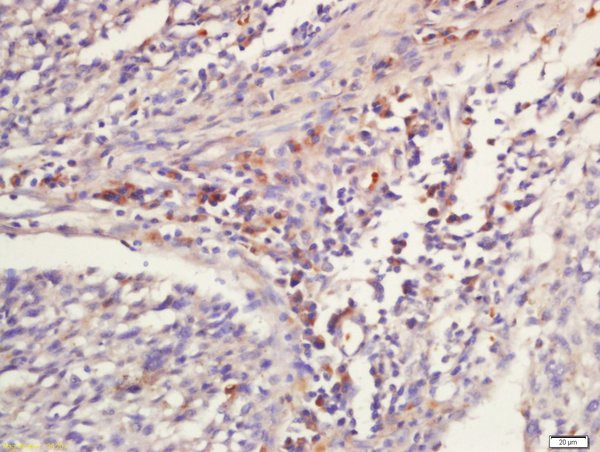 NKG5 Antibody in Immunohistochemistry (Paraffin) (IHC (P))