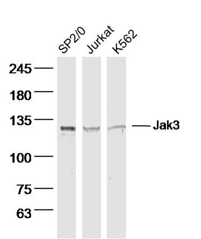 Jak3 Antibody in Western Blot (WB)