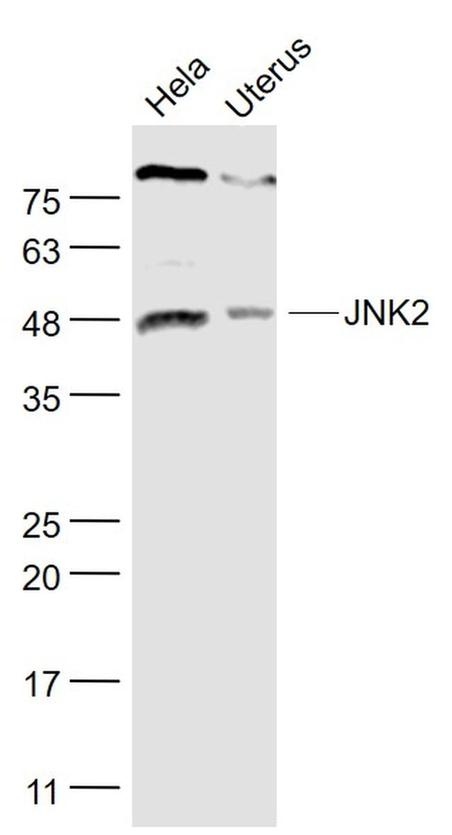 JNK1/2 Antibody in Western Blot (WB)