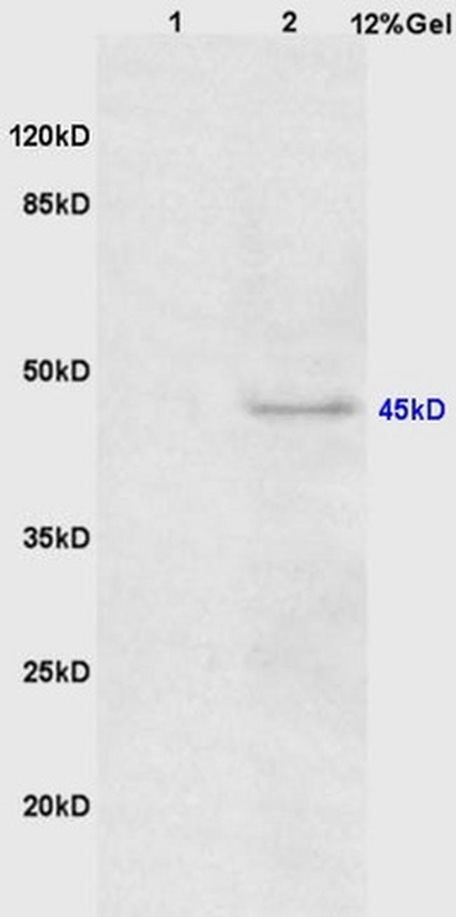 Phospho-CEBP alpha (Thr226) Antibody in Western Blot (WB)
