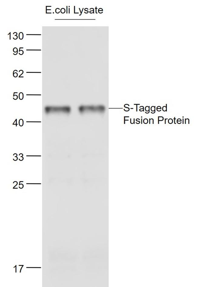 S-Tag Antibody in Western Blot (WB)