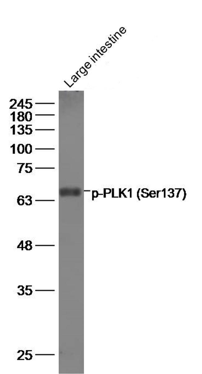 Phospho-PLK1 (Ser137) Antibody in Western Blot (WB)