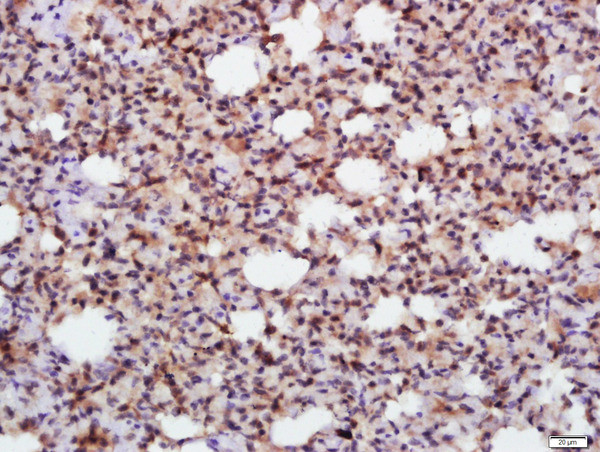 e2 alpha Antibody in Immunohistochemistry (Paraffin) (IHC (P))