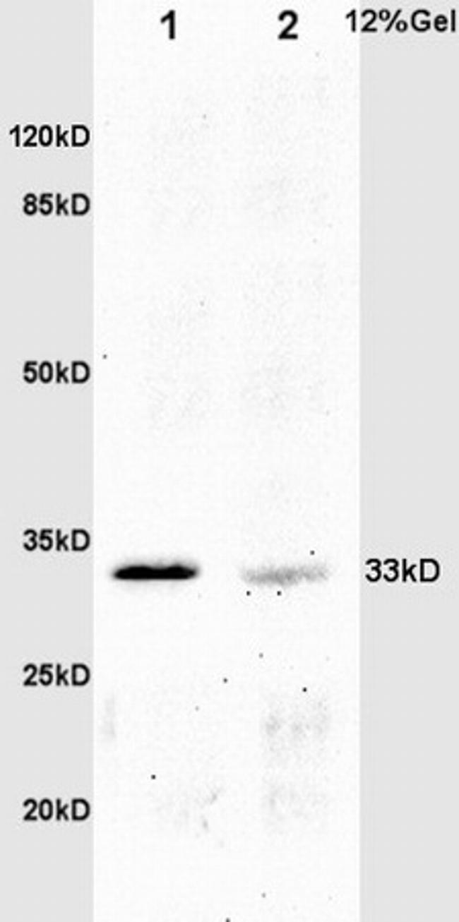 Phospho-Crkl (Tyr251) Antibody in Western Blot (WB)