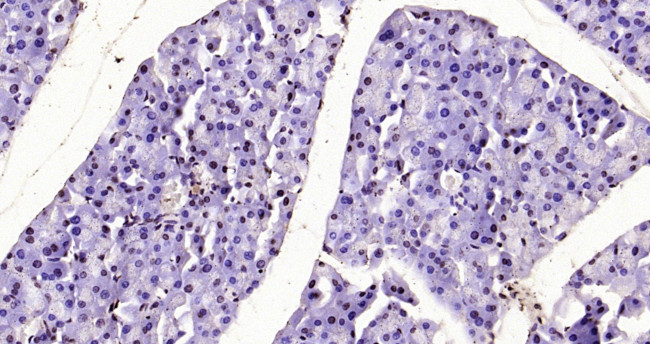 Histone H3 (tri methyl K37) Antibody in Immunohistochemistry (Paraffin) (IHC (P))