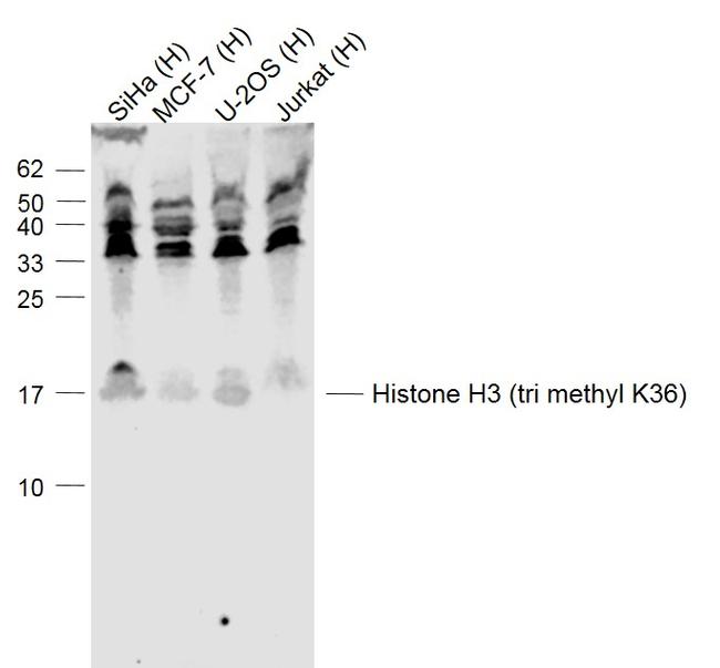 Histone H3 (tri methyl K37) Antibody in Western Blot (WB)