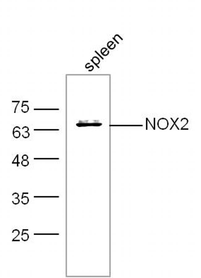 NOX2/gp91phox Antibody in Western Blot (WB)