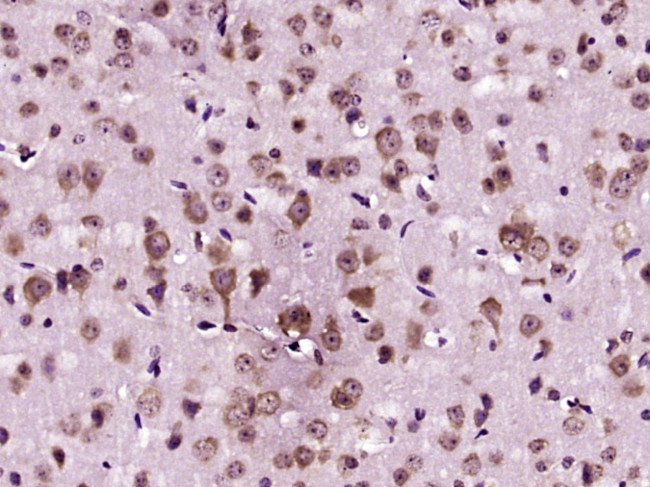 AANAT Antibody in Immunohistochemistry (Paraffin) (IHC (P))