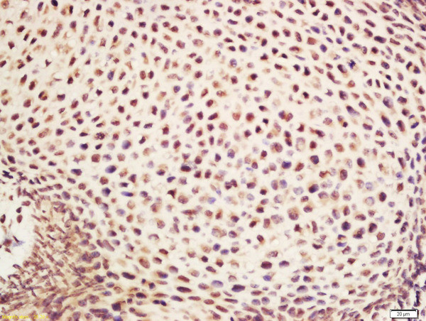 NDUFA1 Antibody in Immunohistochemistry (Paraffin) (IHC (P))