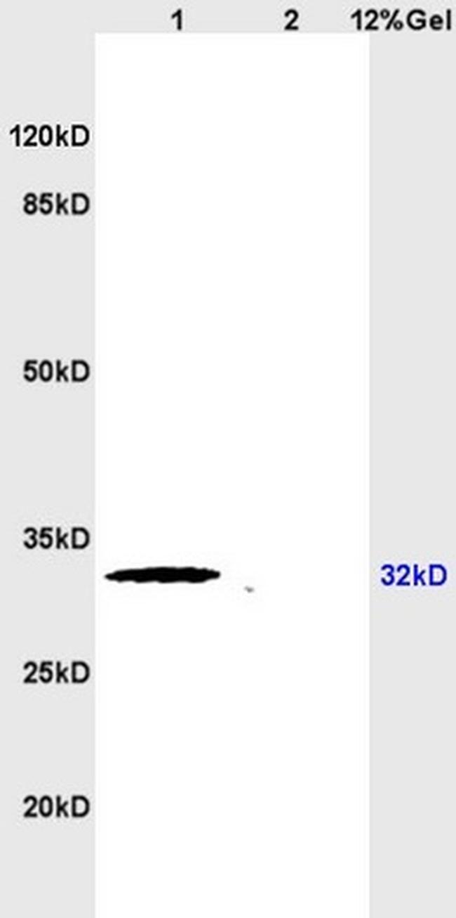 APG5L Antibody in Western Blot (WB)