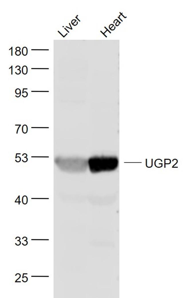 UGP2 Antibody in Western Blot (WB)