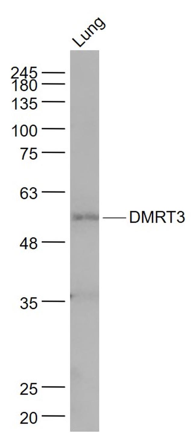 DMRT3 Antibody in Western Blot (WB)