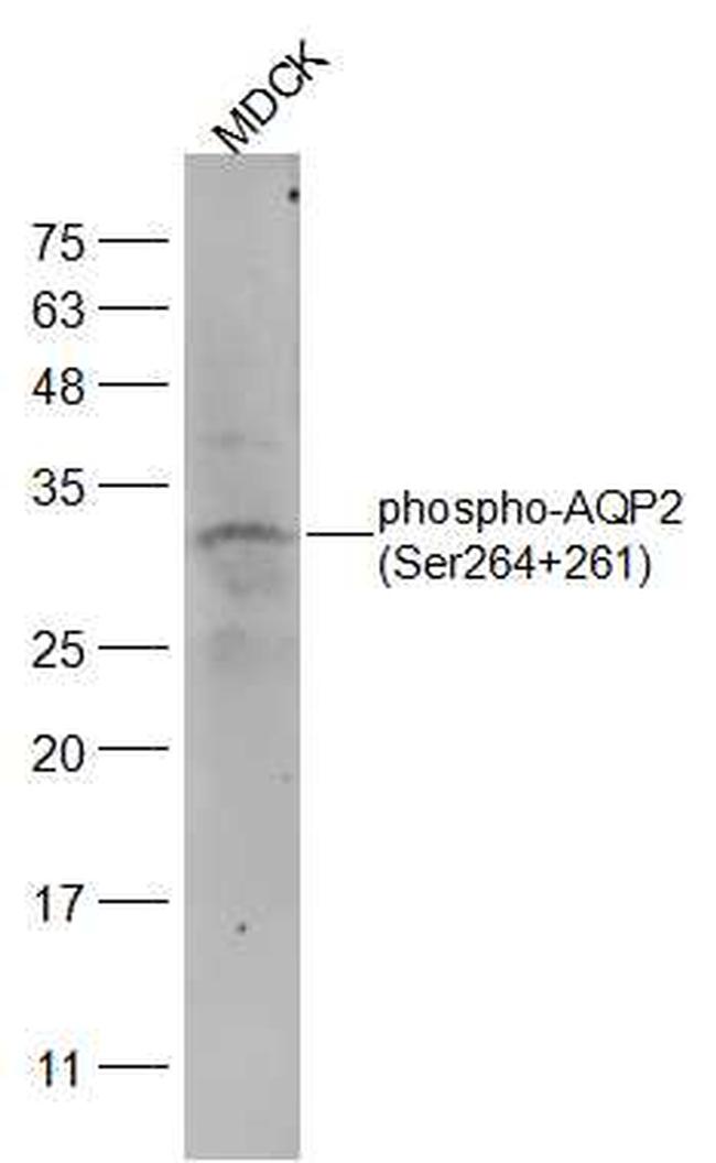 Phospho-AQP2 (Ser264, Ser261) Antibody in Western Blot (WB)