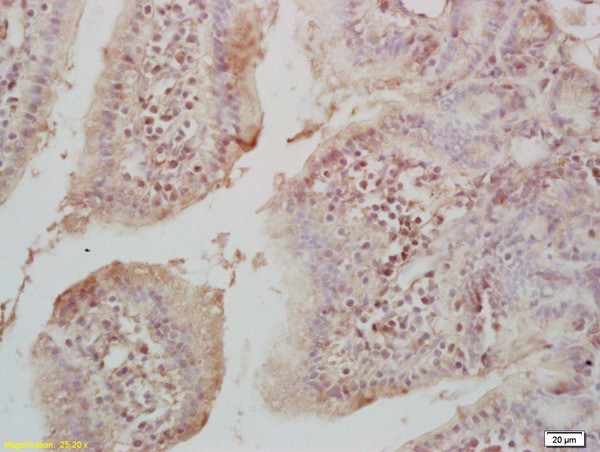 Acetyl-Histone H4 (Lys17) Antibody in Immunohistochemistry (Paraffin) (IHC (P))