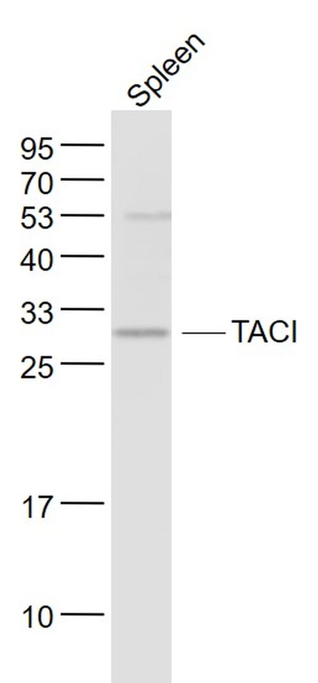 TACI Antibody in Western Blot (WB)