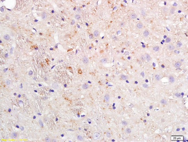 ApoE Antibody in Immunohistochemistry (Paraffin) (IHC (P))