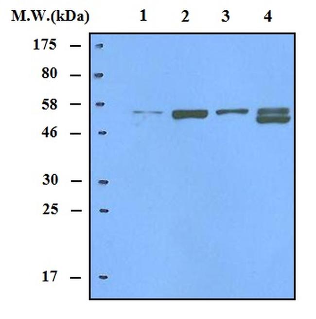 Thioredoxin Reductase 2 Antibody in Western Blot (WB)