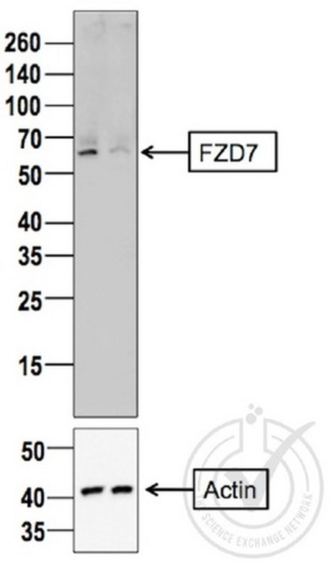 Frizzled 7 Antibody in Western Blot (WB)