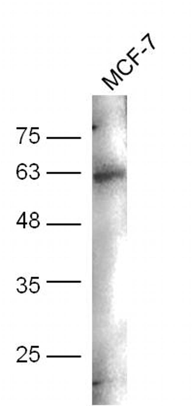 Phospho-CD244 (Tyr271) Antibody in Western Blot (WB)