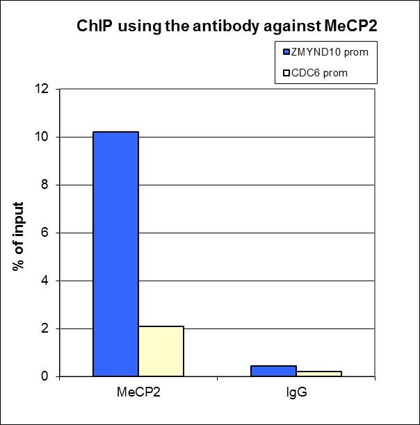 MeCP2 Antibody in ChIP Assay (ChIP)