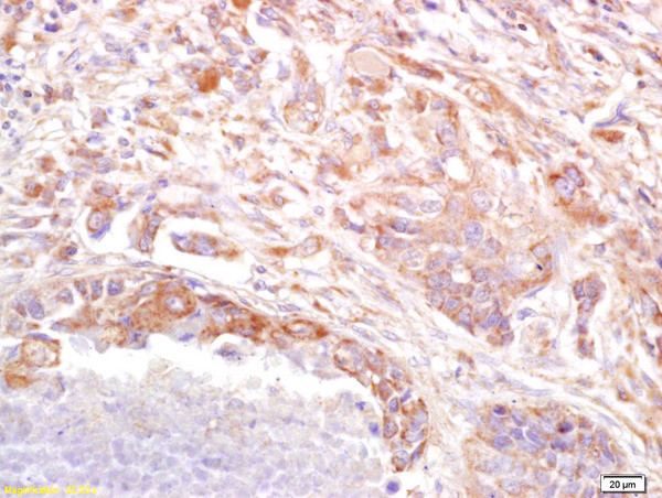 PRSS8 Antibody in Immunohistochemistry (Paraffin) (IHC (P))