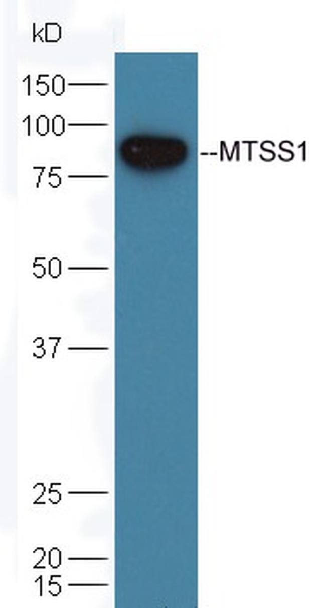 MTSS1 Antibody in Western Blot (WB)