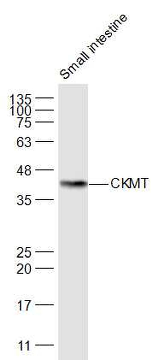 CKMT Antibody in Western Blot (WB)