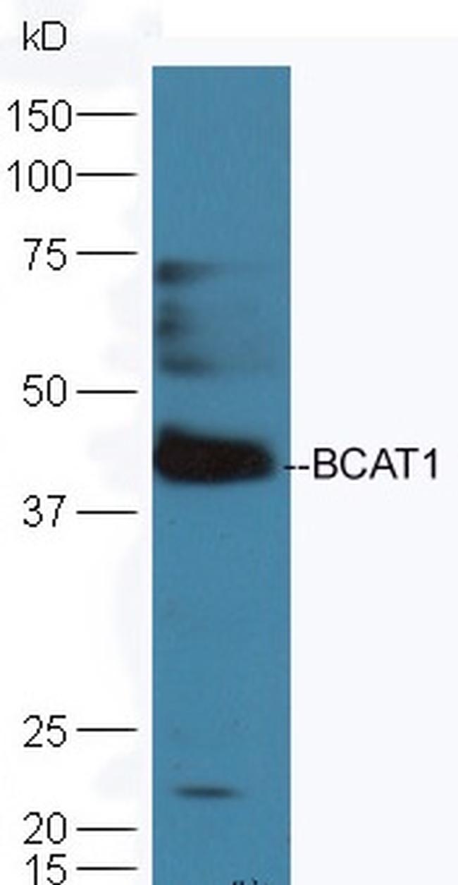 BCAT1 Antibody in Western Blot (WB)