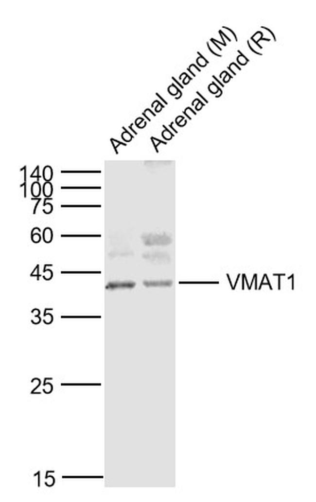 VAT1 Antibody in Western Blot (WB)