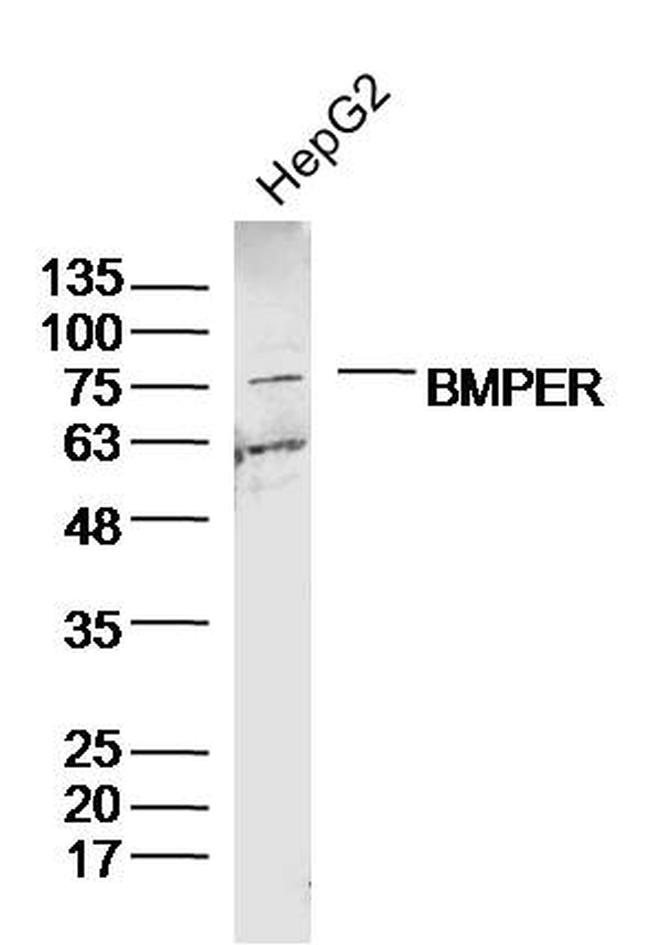 BMPER Antibody in Western Blot (WB)