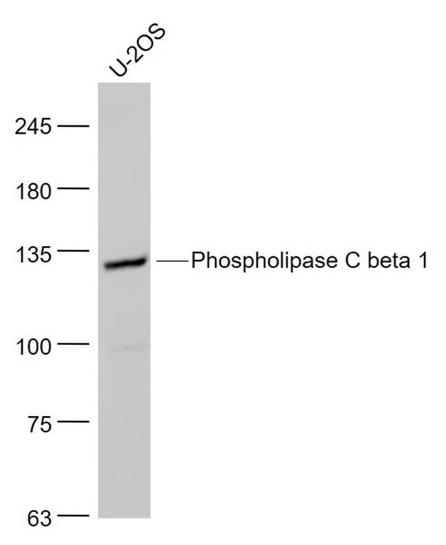 Phospholipase C beta 1 Antibody in Western Blot (WB)