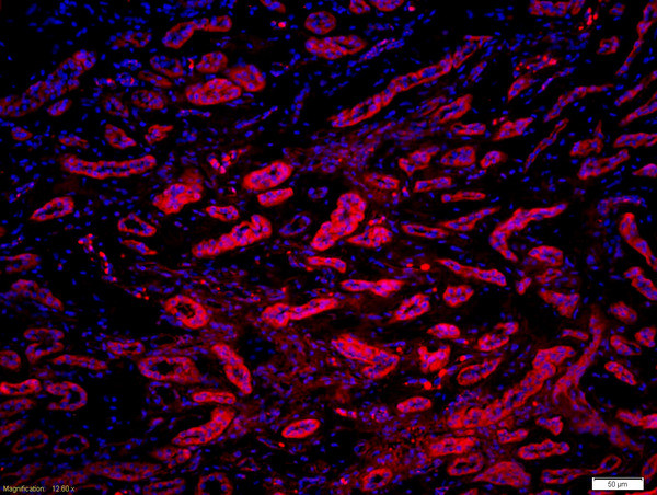 Phospho-MYL9 (Ser20) Antibody in Immunohistochemistry (Paraffin) (IHC (P))