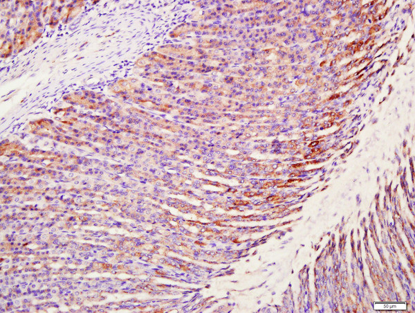 MUC5AC Antibody in Immunohistochemistry (Paraffin) (IHC (P))