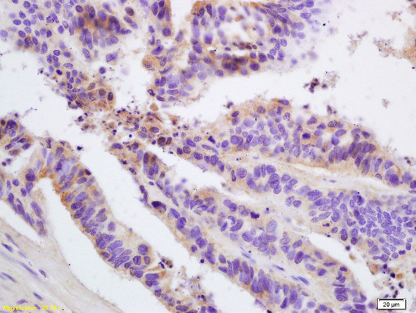 FIS1 Antibody in Immunohistochemistry (Paraffin) (IHC (P))