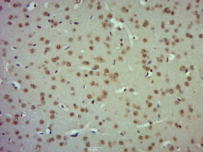 ZBTB2 Antibody in Immunohistochemistry (Paraffin) (IHC (P))